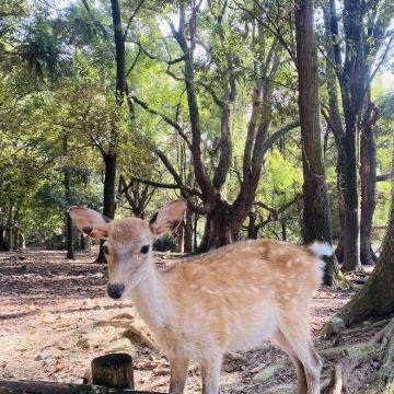 日本大阪+京都+奈良6日5晚跟团游