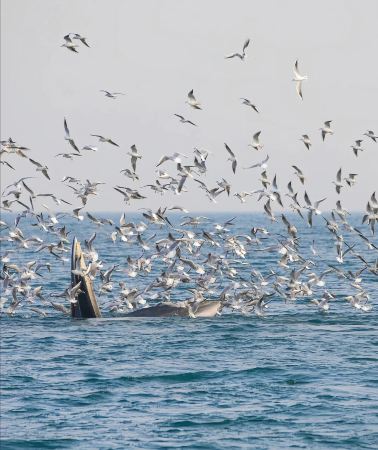 3D2N • Beihai & leisure coastal getaway & Weizhou Island in-depth tour: Crocodile Hill Park + Shiluokou Beach: tide-pooling, seaside homestay