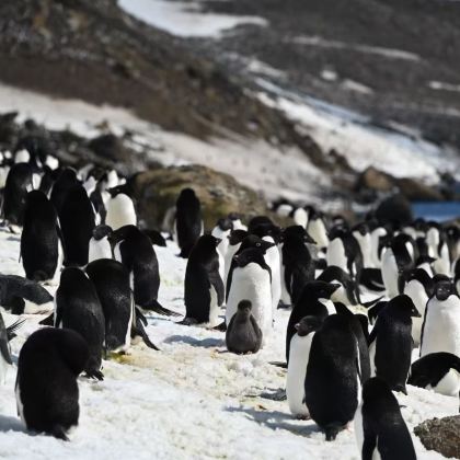阿根廷乌斯怀亚+南极洲南极半岛+南设得兰群岛+阿根廷马尔维纳斯21日跟团游
