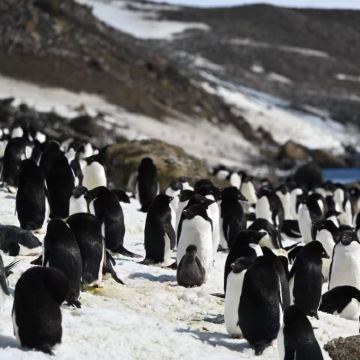 阿根廷乌斯怀亚+南极洲南极半岛+南设得兰群岛+阿根廷马尔维纳斯21日跟团游