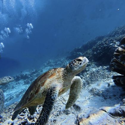 马来西亚吉隆坡+仙本那卡帕莱岛+沙巴Kawa红树林+美人鱼岛9日8晚私家团