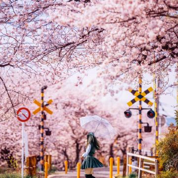 日本东京+大阪+京都+奈良市6日5晚跟团游