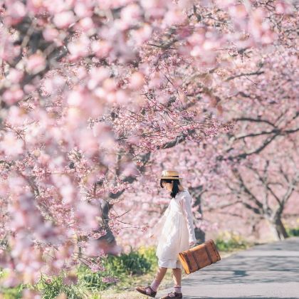 日本福冈+熊本市+别府5日4晚私家团