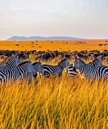 3D2N • 3-Day Masai Mara Jeep Safari