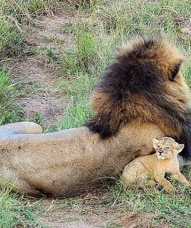 3D2N • Three days two nights Masai Mara with pickup