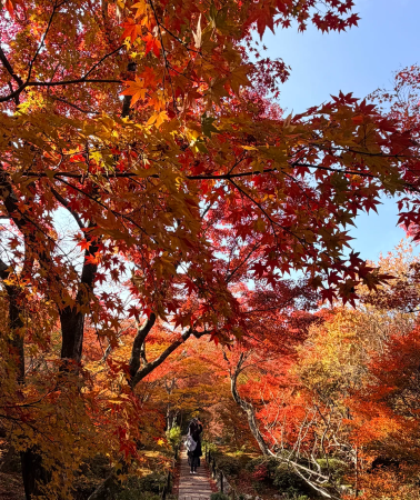 5D4N • Private car for your group only, no shared rides. Explore fall foliage away from crowds and admire Kyoto's stunning autumn scenery