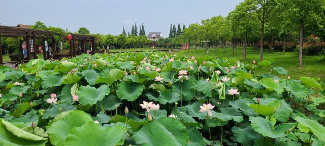 上海崇明荷花博览园旅行图片 2