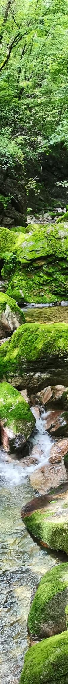 牛背梁国家森林公园-柞水