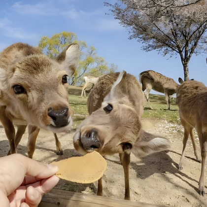 京都+奈良3日2晚私家团