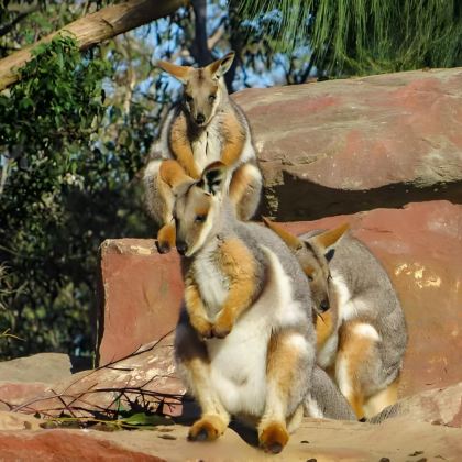 澳大利亚+悉尼+布里斯班+黄金海岸12日11晚跟团游