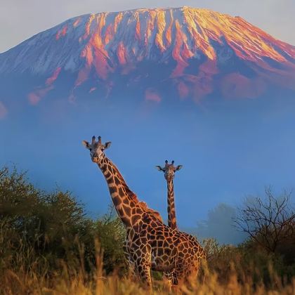 肯尼亚11日9晚拼小团