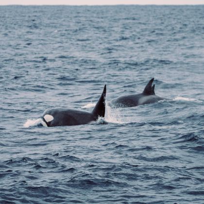 澳大利亚墨尔本+悉尼+布里斯班+黄金海岸16日15晚私家团