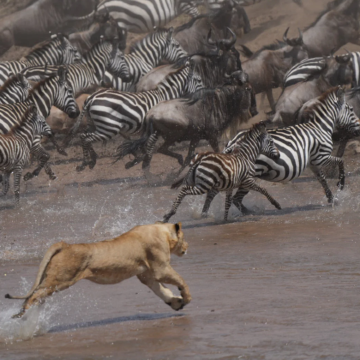 肯尼亚11日跟团游