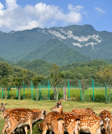 8D7N • Wuhan + Wudang Mountains + Shennongjia + Xiangyang