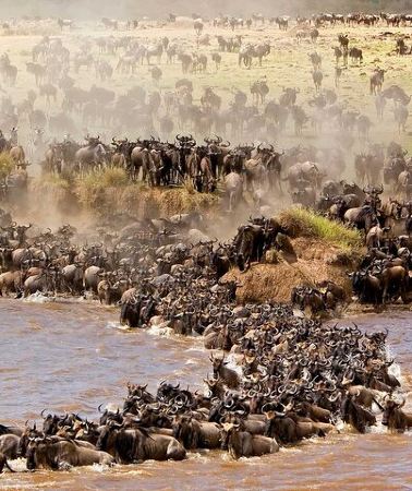 2D1N • Overnight Safari To Maasai Mara