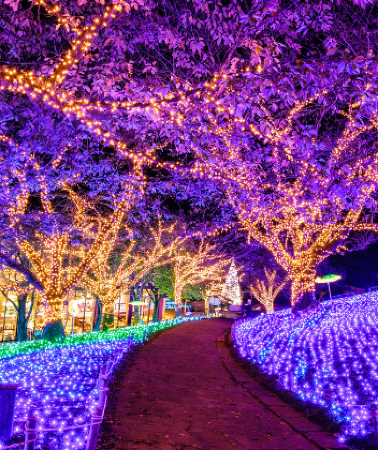 6 วัน 4 คืน • GO2NRT-TG102 TOKYO โตเกียว ฟูจิ คาวาโกเอะ โยโกฮาม่า งานประดับไฟซากามิโกะ 6D 4N โดยสายการบินไทย [TG]
