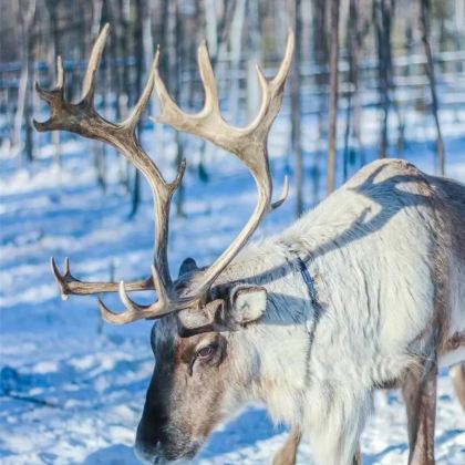漠河+北极村+北红村+龙江第一湾风景区+乌苏里浅滩5日4晚拼小团