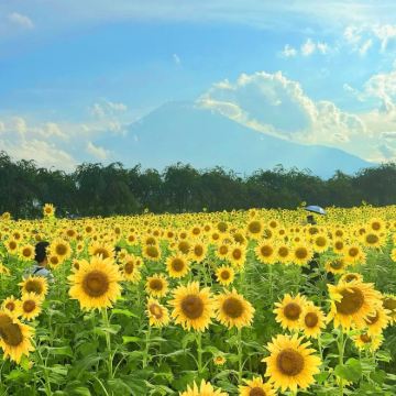 日本东京+富士山+东京迪士尼乐园6日5晚私家团