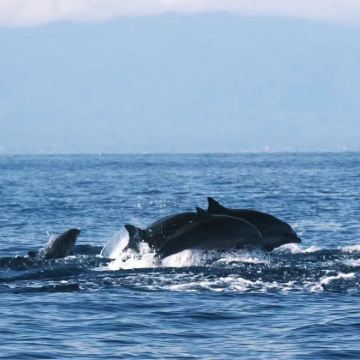 印度尼西亚泗水+巴厘岛5日4晚拼小团