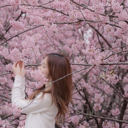 武汉+樱园+黄鹤楼4日3晚跟团游