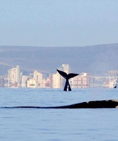 4D3N • 4-Day Tour to Puerto Madryn by Air from Buenos Aires