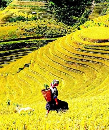 2D1N • Sapa 2 Days Trek with 1 Night Homestay