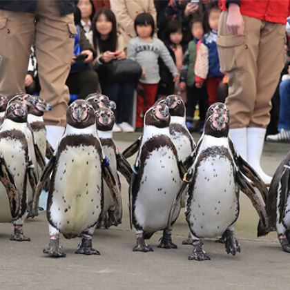 日本名古屋+鸟羽市+志摩市6日5晚私家团