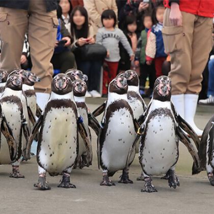 日本名古屋+鸟羽市+志摩市6日5晚私家团