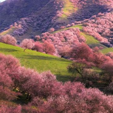 新疆乌鲁木齐+北疆+喀纳斯景区+伊犁+赛里木湖9日8晚拼小团