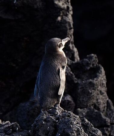 4D3N • 4 Days Galapagos " Total Experiences "