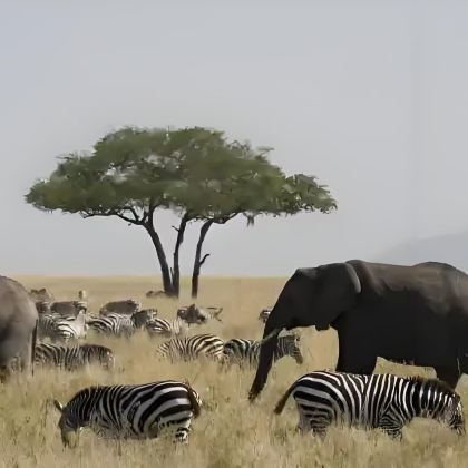 肯尼亚12日10晚私家团