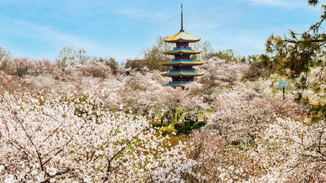 武汉+黄鹤楼+恩施市+七星寨景区6日5晚跟团游·樱花季爆品+湖北全景+16人精致小团+纯玩零购物+宣恩夜景+确保省博入园 +武进恩出