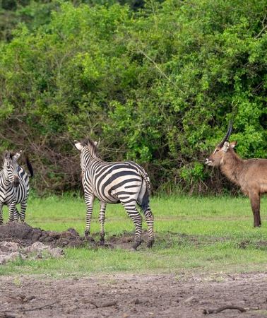 2D1N • 2-Day Wildlife Safari to Lake Mburo National Park