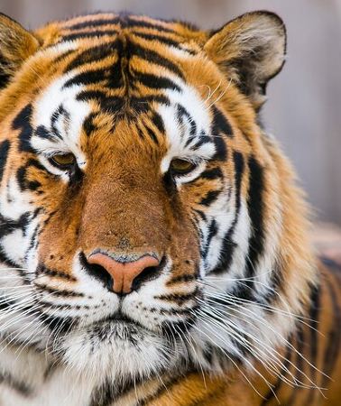4D3N • Private Golden Triangle Tour with Ranthambore Tiger Safari