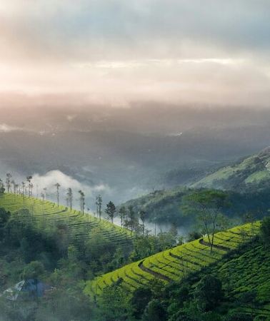 4D3N • 4 Days Private Kerala Tour -Kochi, Munnar, Thekkady with 3* Hotel