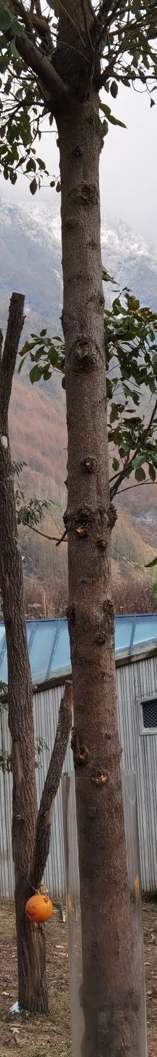 卧龙中华大熊猫苑神树坪基地-汶川