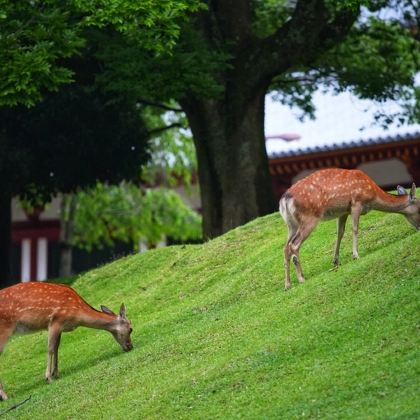 日本大阪+奈良+京都+日本环球影城5日私家团