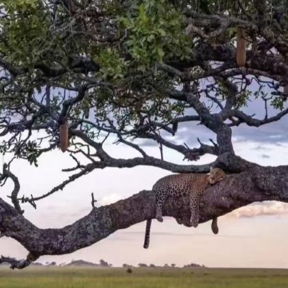 南非+开普敦+约翰内斯堡+好望角+珊瑚湖+太阳城10日8晚私家团