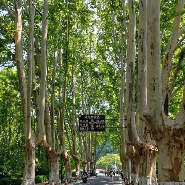 南京+中山陵景区+南京总统府+明孝陵+夫子庙秦淮风光带+老门东历史街区3日2晚私家团