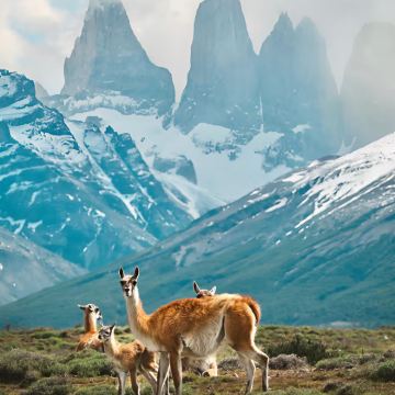 秘鲁+阿根廷+智利+乌拉圭+巴西26日24晚私家团