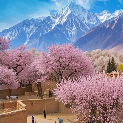 新疆南疆+喀什市+帕米尔高原+金湖杨国家森林公园8日7晚私家团