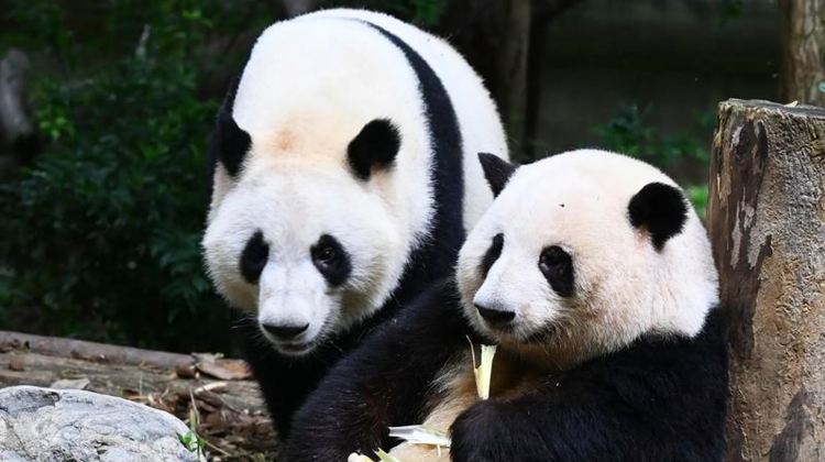 5D4N · Group Tours · Chongqing + Chengdu + Guanghan + Sanxingdui Museum + Chengdu Research Base of Giant Panda Breeding