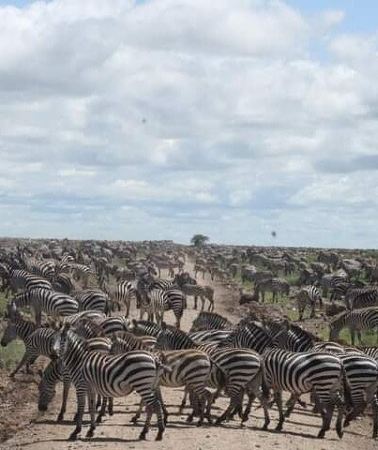 5D4N • Private 5 Day Northern Tanzania Finest Safari