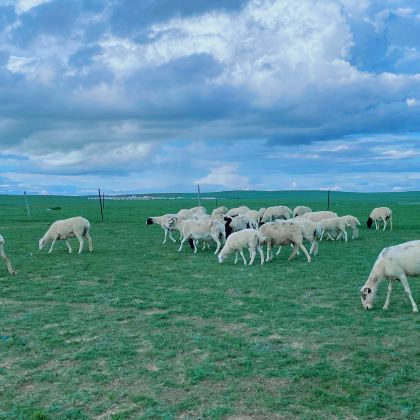 中国内蒙古呼和浩特+鄂尔多斯+达茂旗+希拉穆仁草原+响沙湾+蒙亮民族风情园5日4晚跟团游