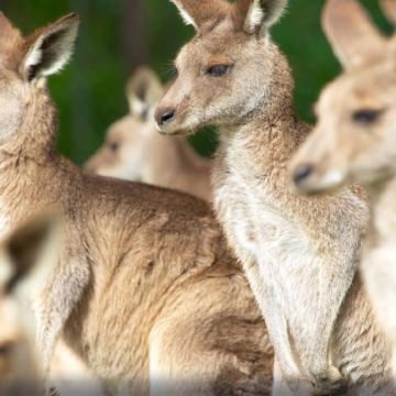 澳大利亚悉尼+凯恩斯+墨尔本10日9晚自由行