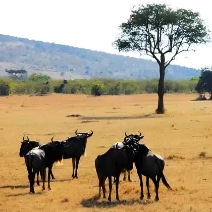 肯尼亚+坦桑尼亚12日9晚私家团