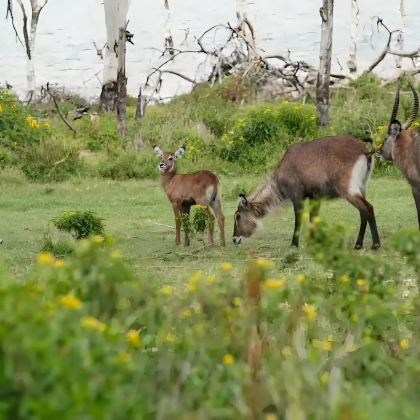 肯尼亚12日11晚私家团