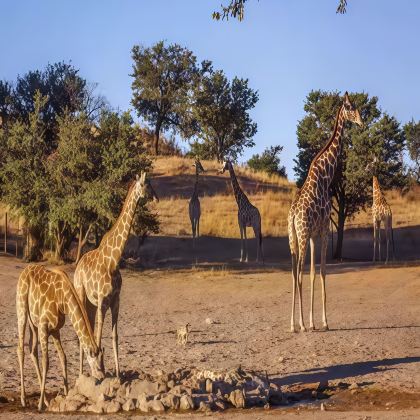南非+津巴布韦+博茨瓦纳+赞比亚12日9晚跟团游