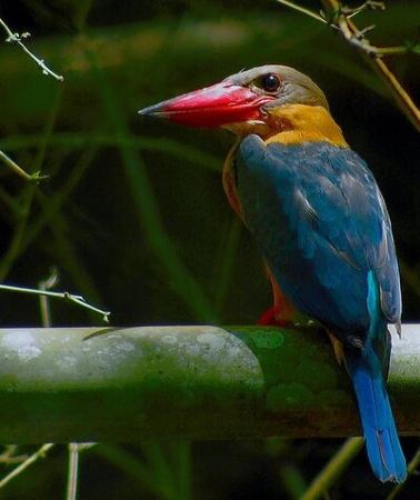 2D1N • Nam Cat Tien National Park 2 Days 1 Night - Private Tour