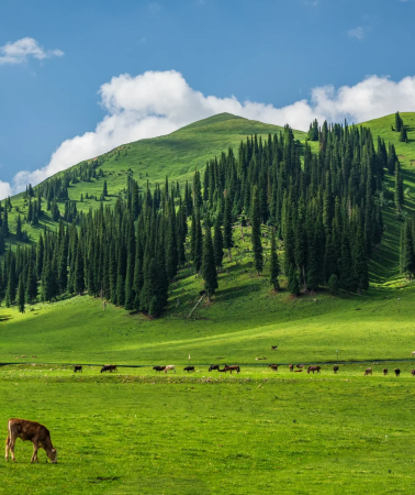13D12N • Urumqi + Altay Prefecture + Kanas Scenic Area + Hemu Scenic Area + Sayram Lake + Nalati National Forest Park